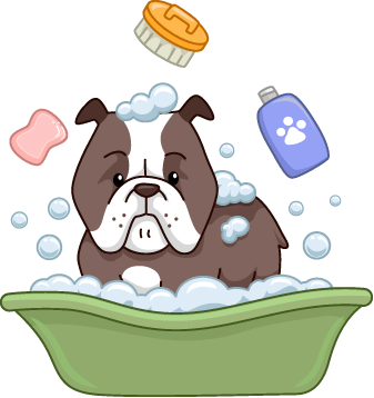 Bulldog bathing