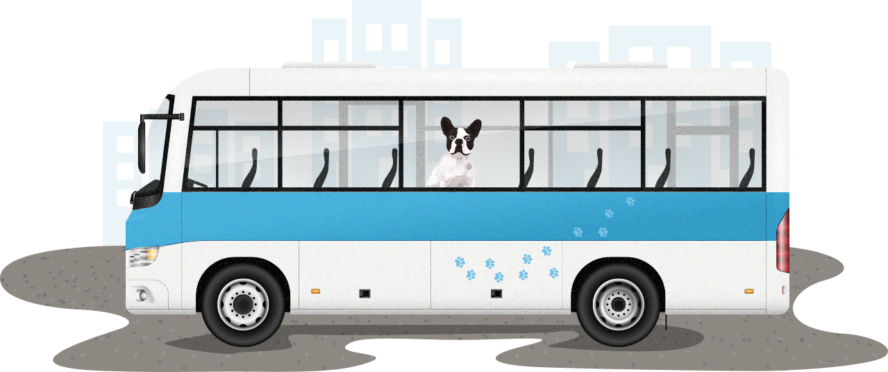 dog in a bus